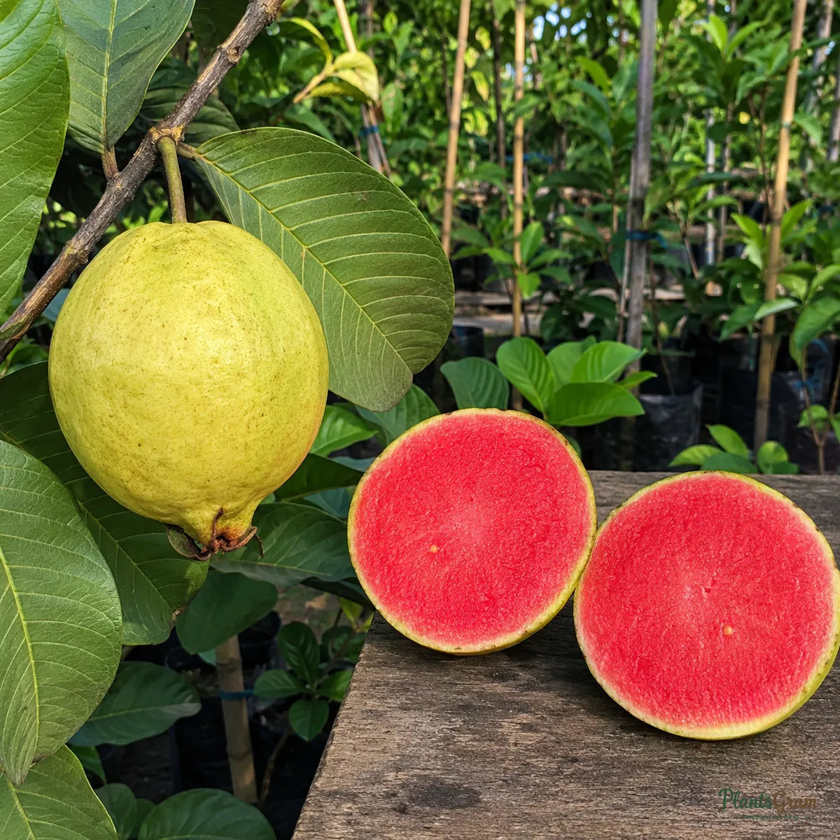 Red Diamond Guava (Grafted) - Seedless Guava