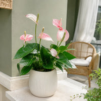Anthurium (Baby Pink) - Anthurium Andreanum