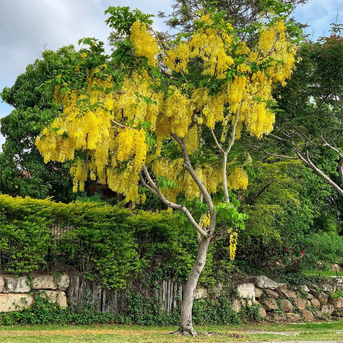 Amaltas, Cassia fistula, Golden shower – Plant