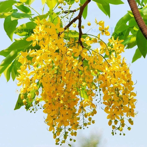 Amaltas, Cassia fistula, Golden shower – Plant