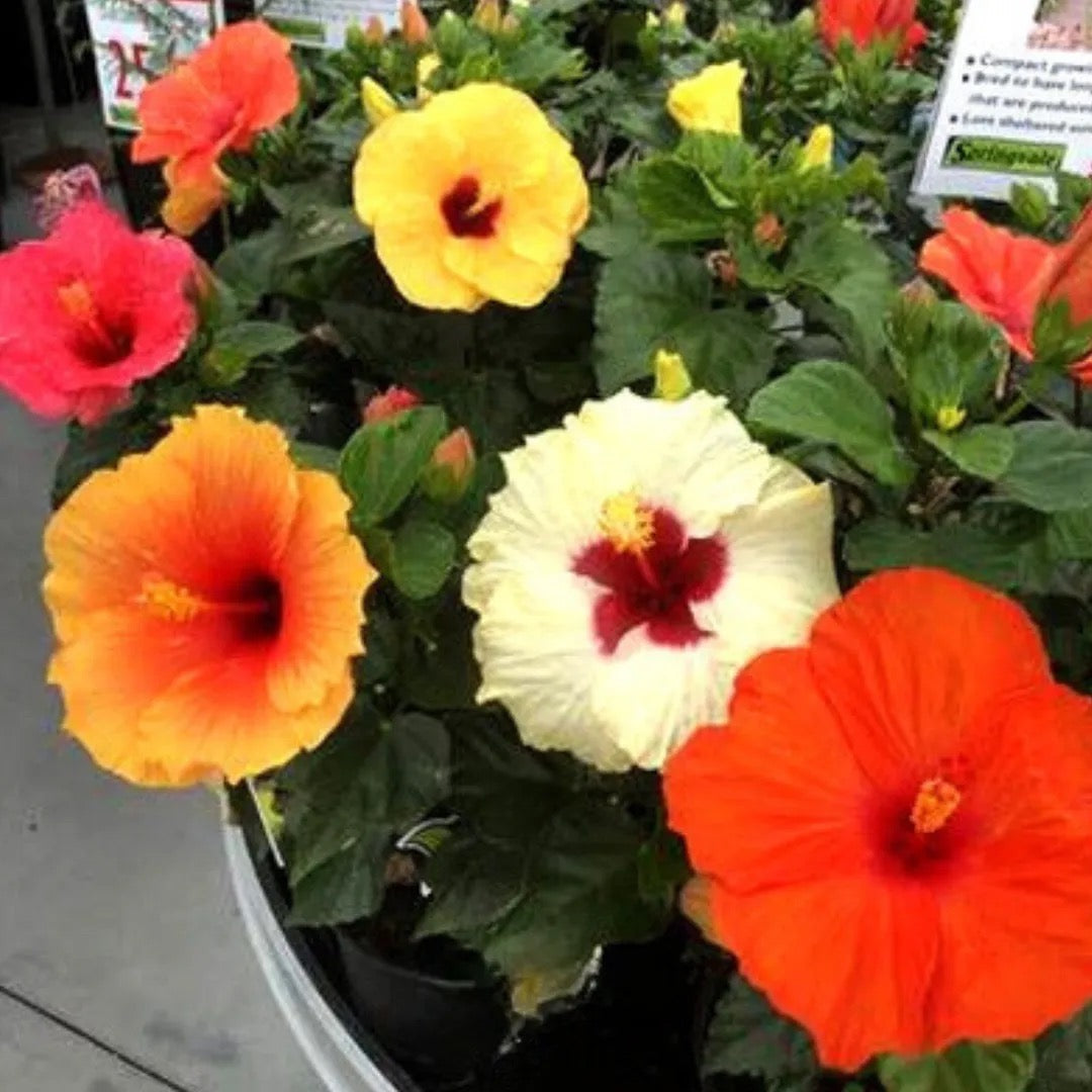 Hibiscus Flower Multicolored (Combo Pack of 3 Plants)