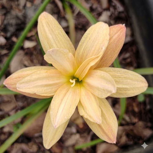 Yenti Chandra Rain Lily Zephyranthes Flower Bulbs