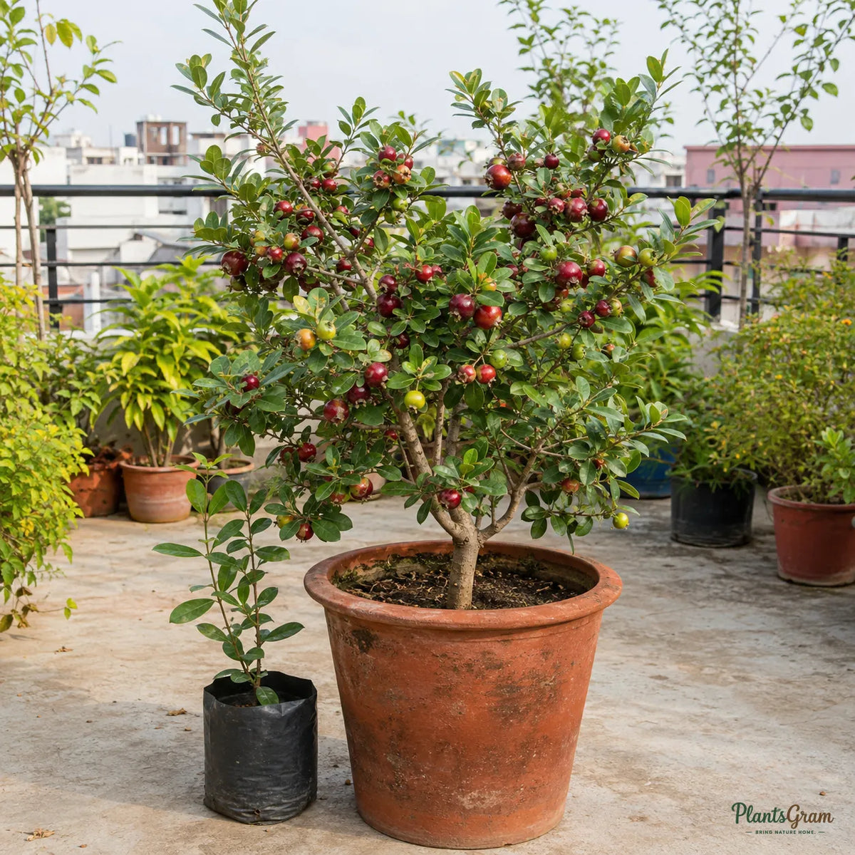 Strawberry Guava (Psidium cattleyanum)