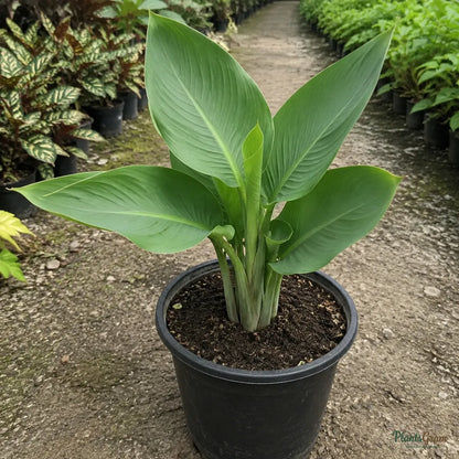 Cannas Dwarf Red - Canna generalis