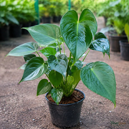 Anthurium (Baby Pink) - Anthurium Andreanum