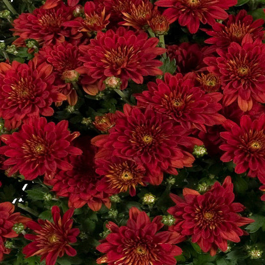 Dark red chrysanthemum plant close-up