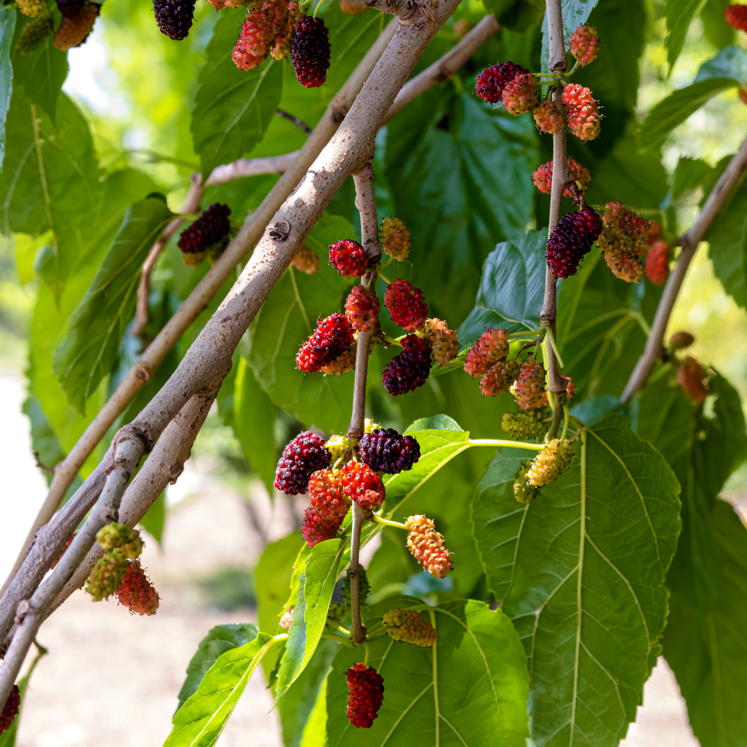 Mulberry - Fruits Plant & Tree