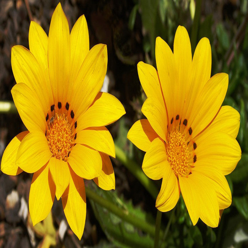 Gazania Yellow- SEASONALS