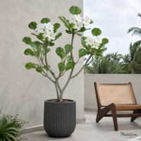 Plumeria Pudica (White Frangipani) - Wild Plumeria