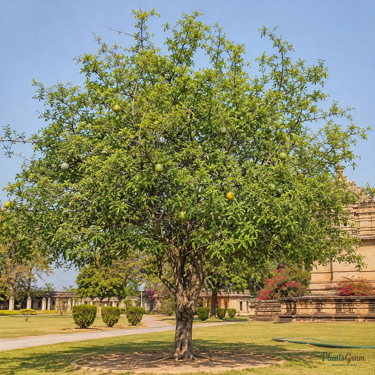 Bilva / Bael (Aegle marmelos) - Avenue Tree