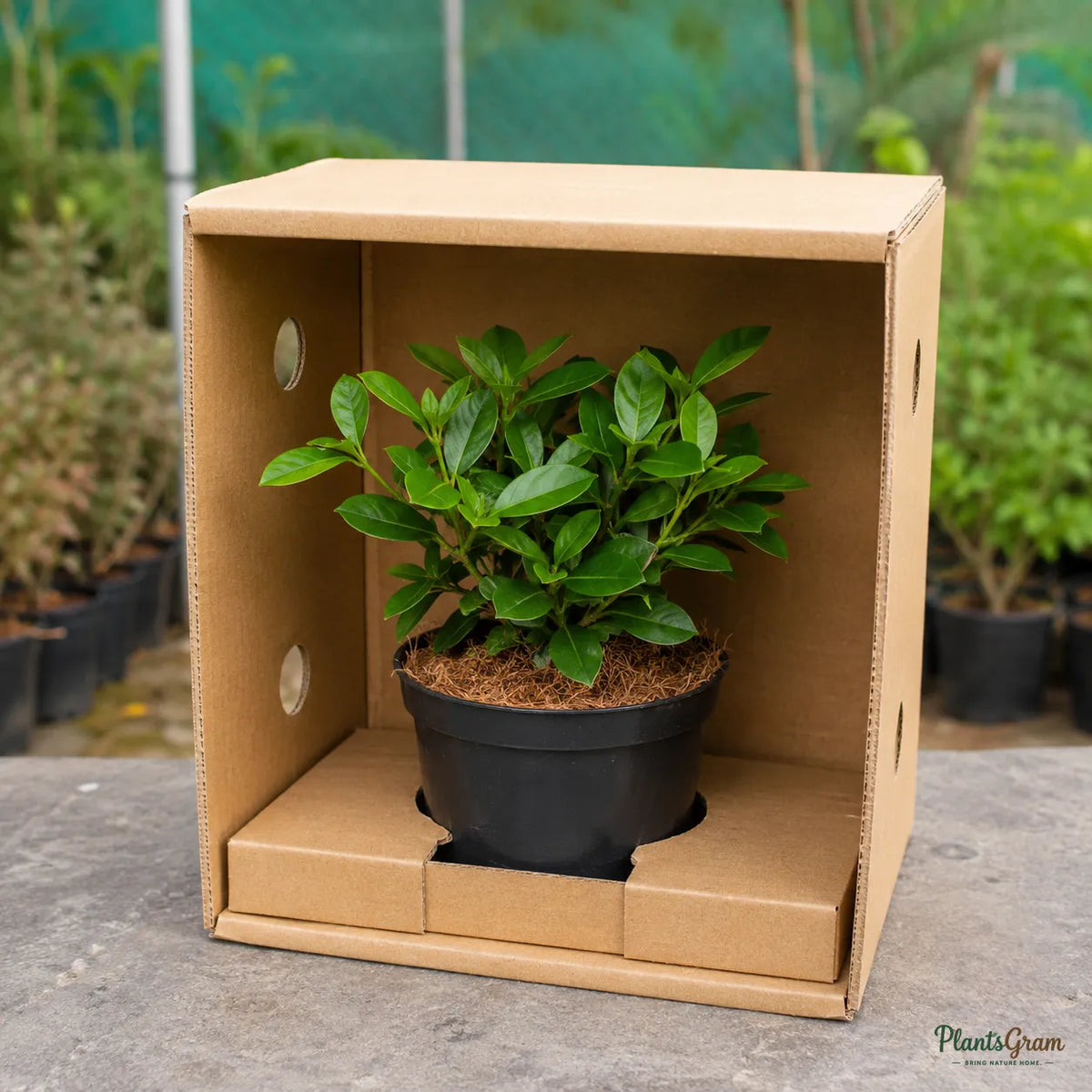 Ixora (Mini Dwarf Orange) - Ixora coccinea