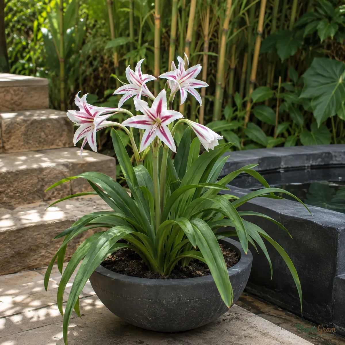 Milk and Wine Lily (Pink & White) - Crinum sp.