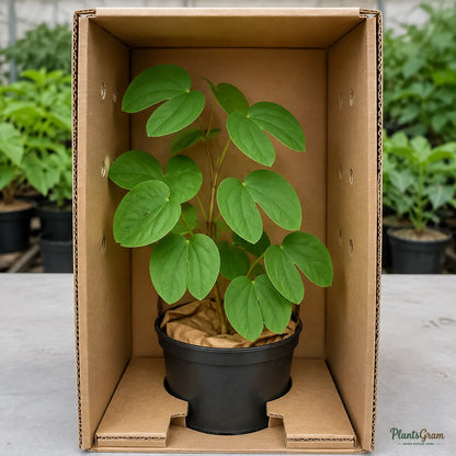 Bauhinia (Dwarf White) - Bauhinia acuminata
