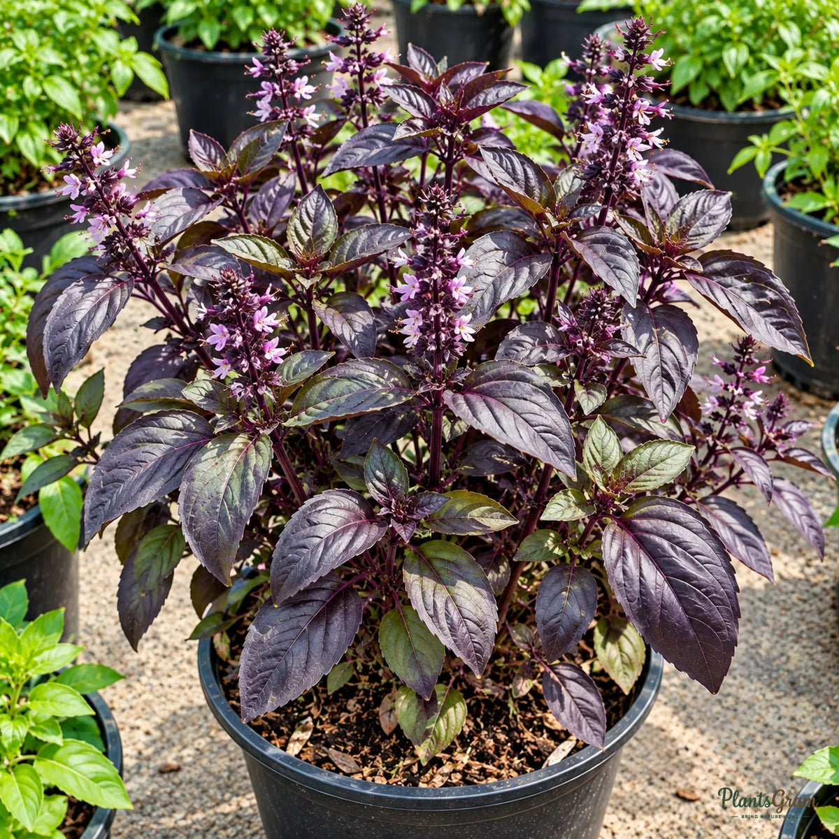 Italian Purple Basil Seeds – 30–40 Seeds
