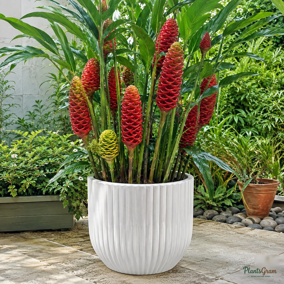 Shampoo Ginger Lily flower bulb product photo