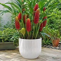 Shampoo Ginger Lily flower bulb product photo