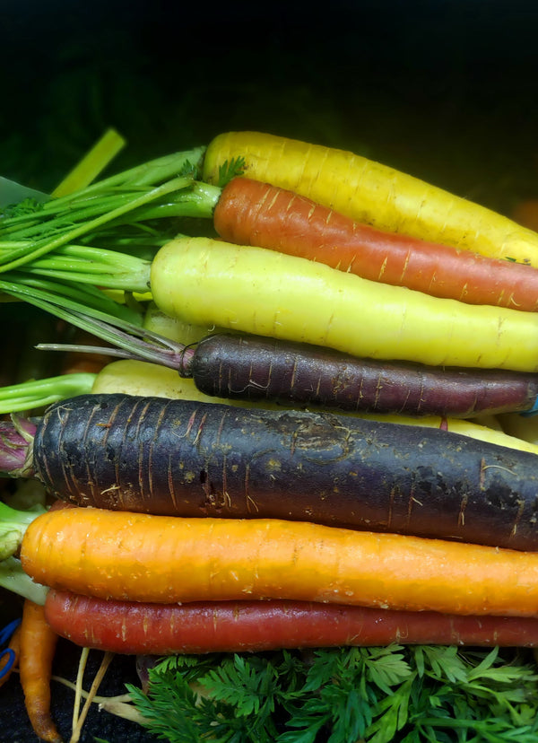 Multi-rangi gajar (Daucus carota) ka dher — peeli, orange, purple aur laal gajar