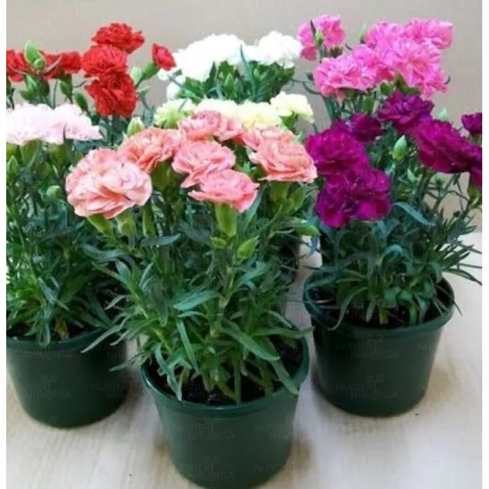 Dwarf Carnation | Dianthus caryophyllus – Plants Pack of 2