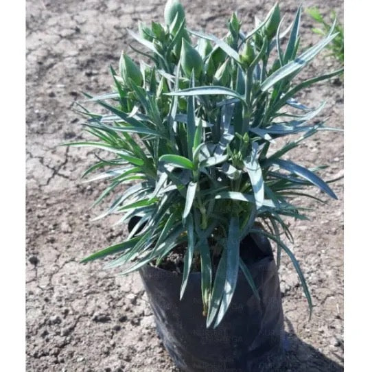 Dwarf Carnation | Dianthus caryophyllus – Plants Pack of 2