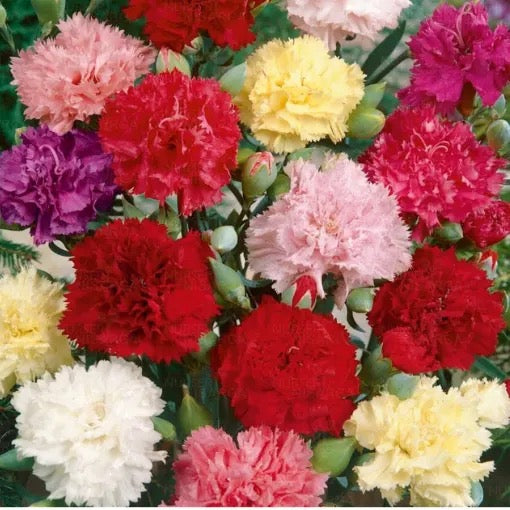 Dwarf Carnation | Dianthus caryophyllus – Plants Pack of 2