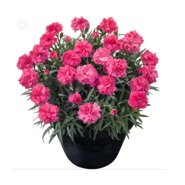 Dwarf Carnation | Dianthus caryophyllus – Plants Pack of 2