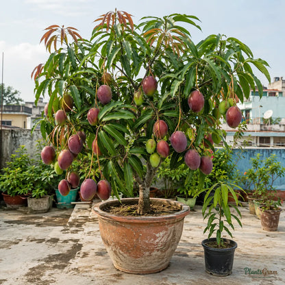 Black Mango (Grafted) - Tommy Atkins