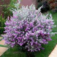 Nikotia Plant | Leucophyllum plant | Texas Sage
