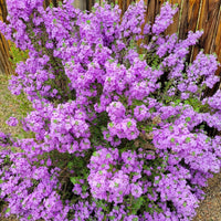 Nikotia Plant | Leucophyllum plant | Texas Sage