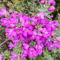 Nikotia Plant | Leucophyllum plant | Texas Sage
