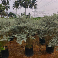 Nikotia Plant | Leucophyllum plant | Texas Sage