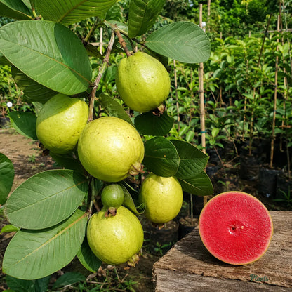 Red Diamond Guava (Grafted) - Seedless Guava