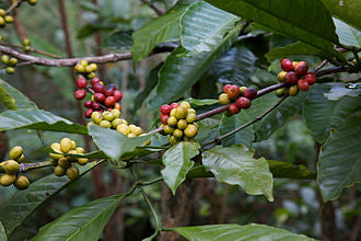 Coffee Plant - Fruit Plants & Trees