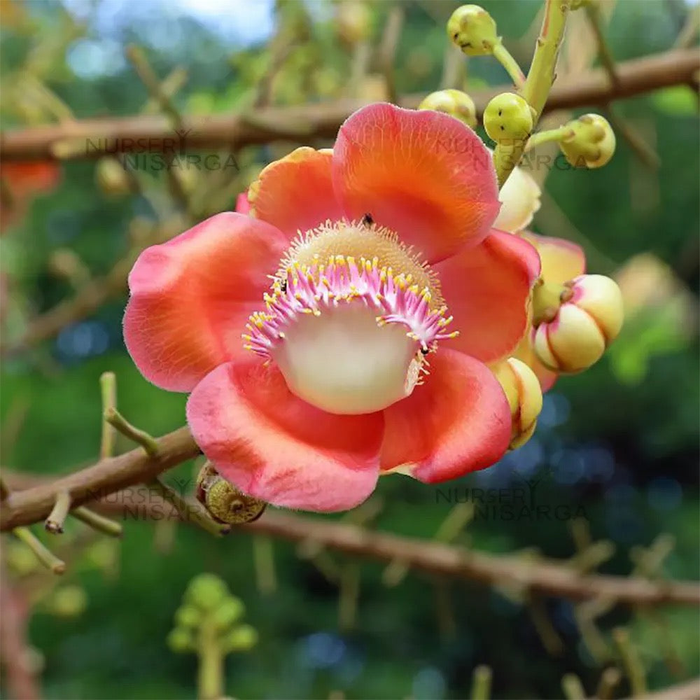 Nagkesar Pink , Cannonball – Plant