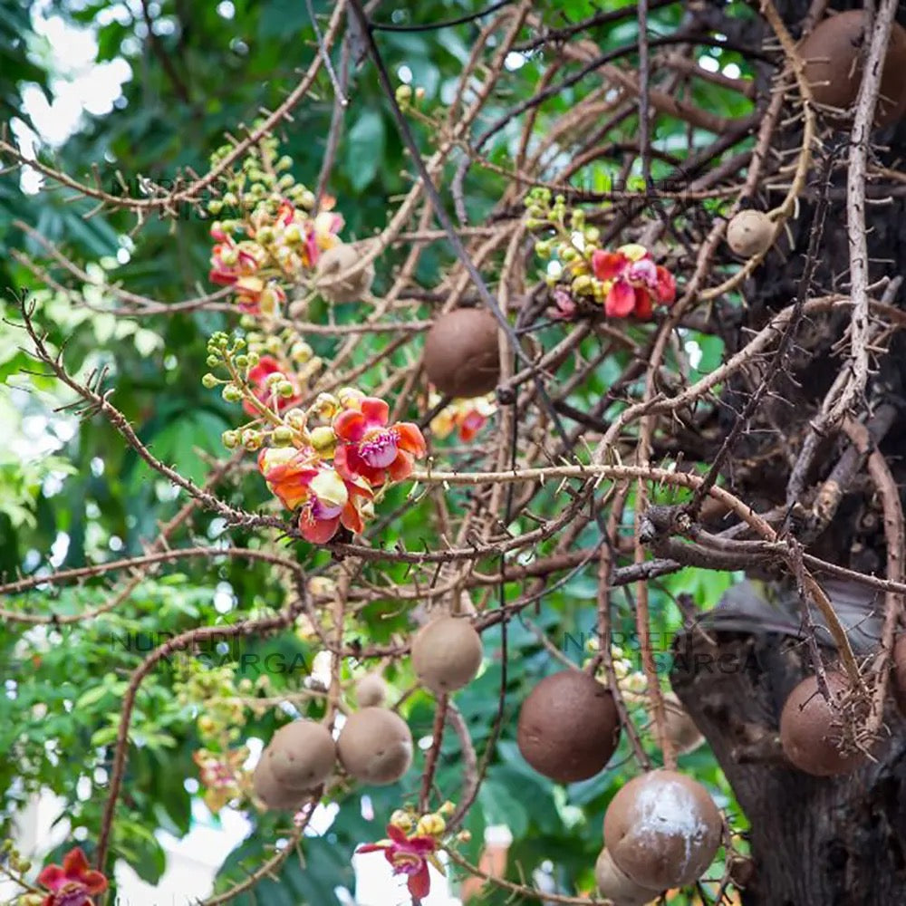 Nagkesar Pink , Cannonball – Plant