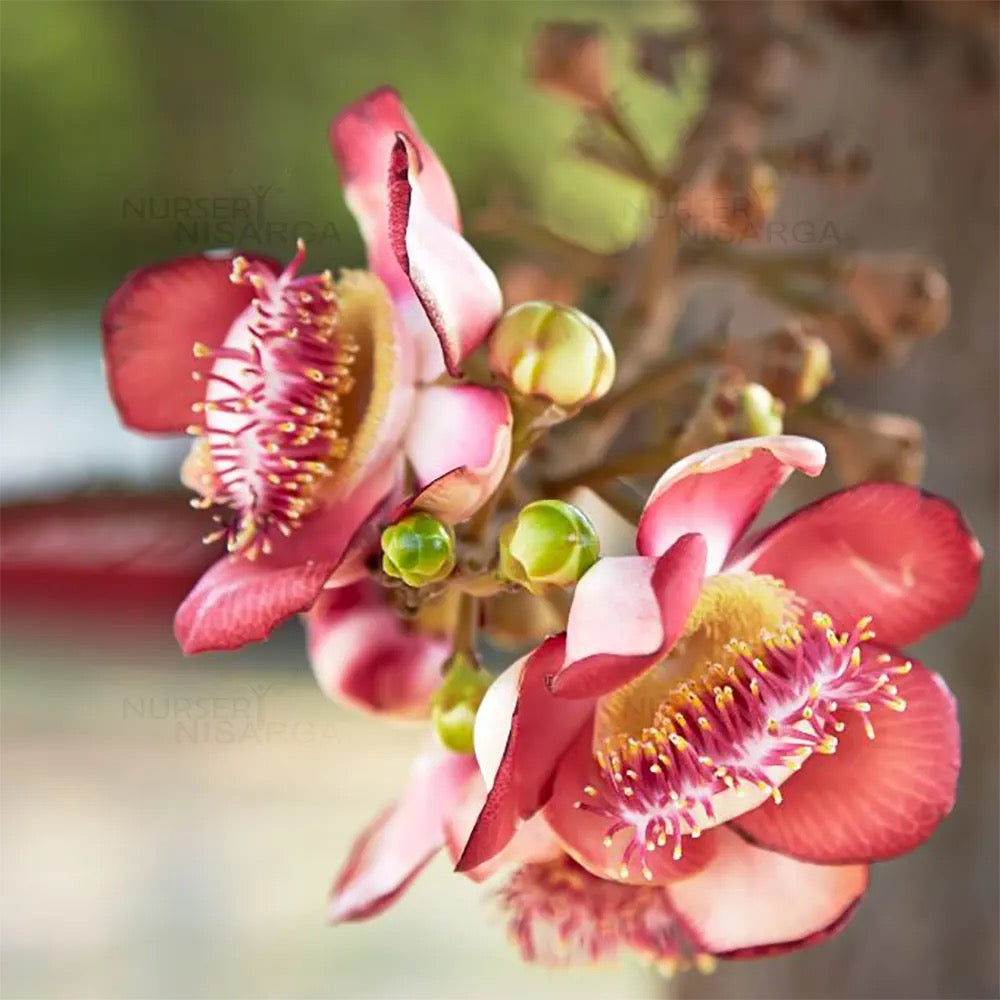Nagkesar Pink , Cannonball – Plant