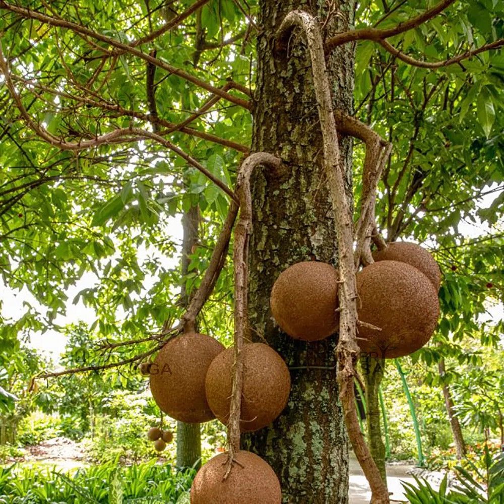 Nagkesar Pink , Cannonball – Plant