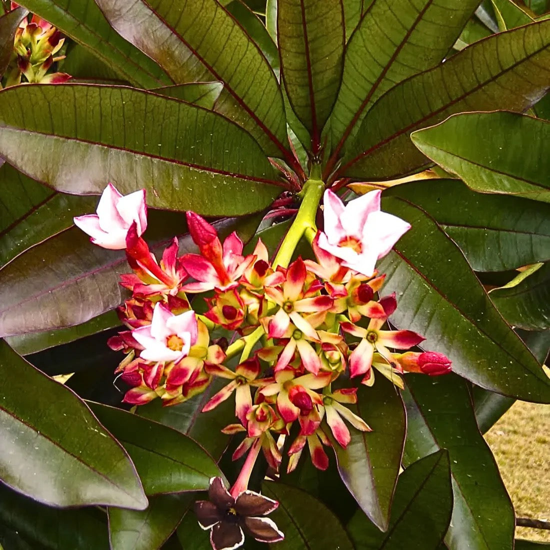 Red Pong Pong plant Cerbera odollam rubra Tree