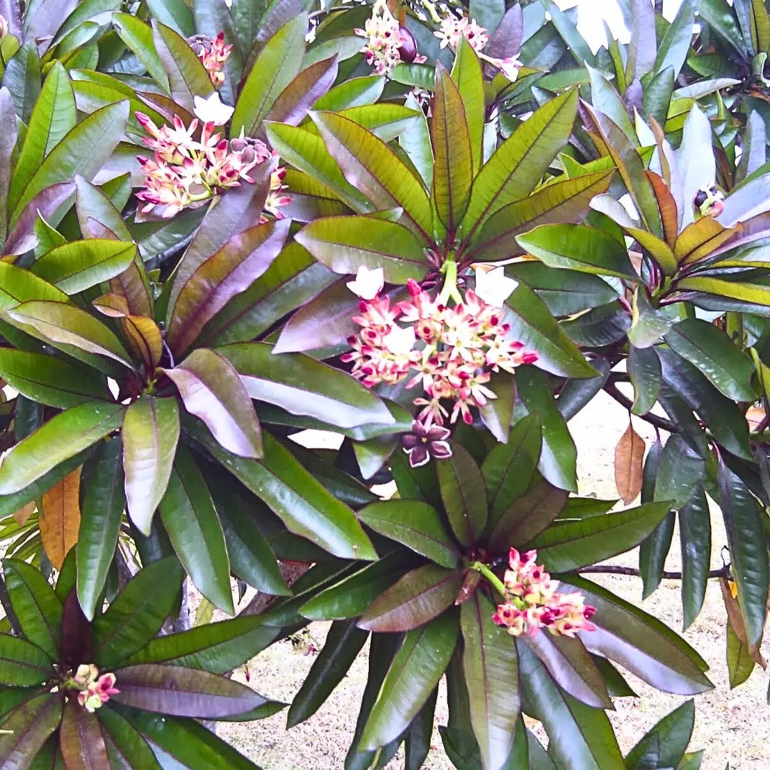 Red Pong Pong plant Cerbera odollam rubra Tree