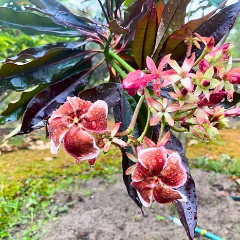 Red Pong Pong plant Cerbera odollam rubra Tree