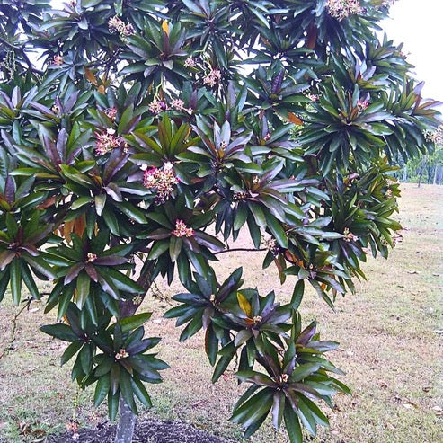 Red Pong Pong plant Cerbera odollam rubra Tree
