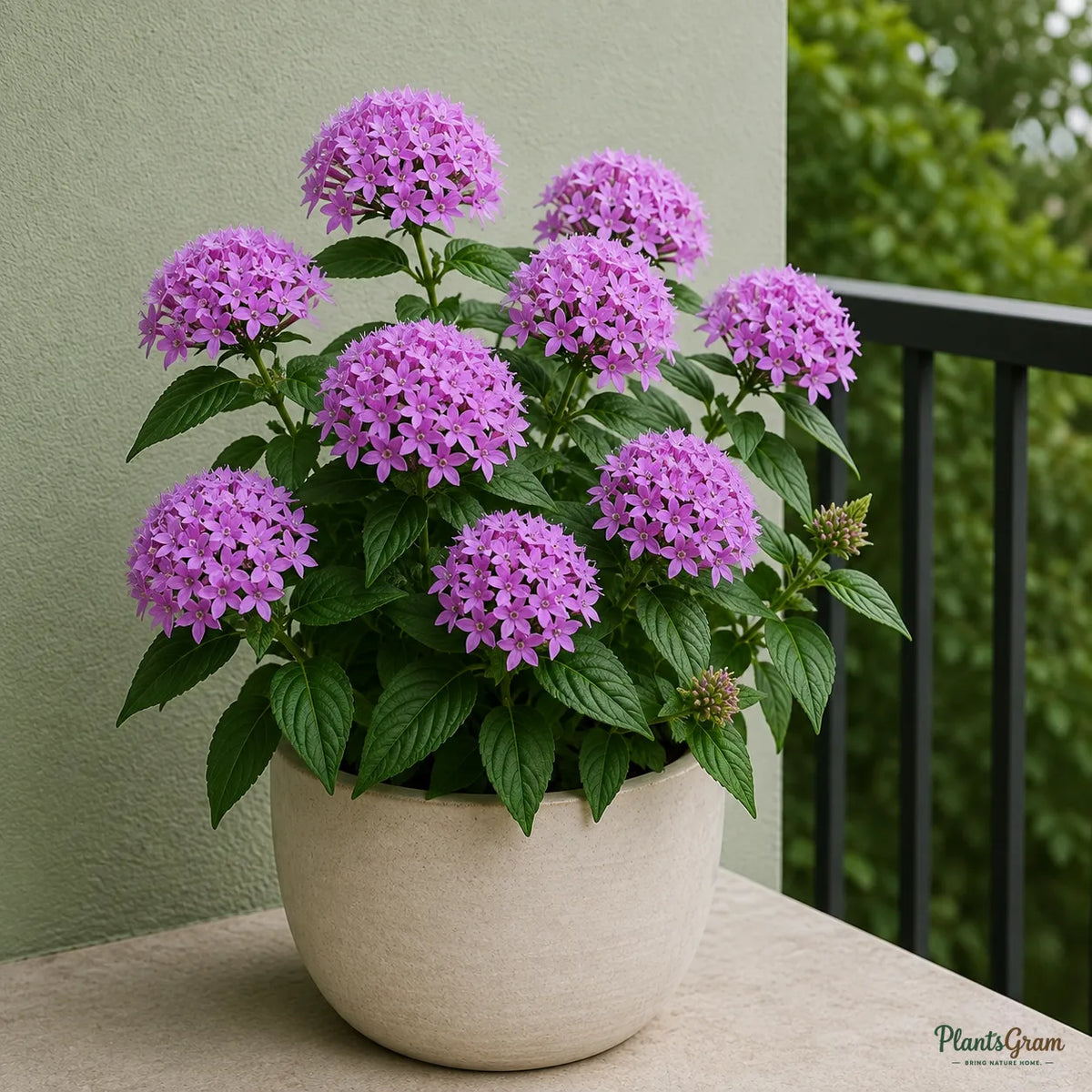 Pentas (Violet) - Pentas lanceolata