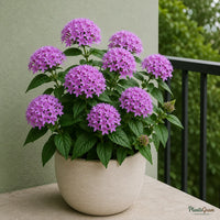 Pentas (Violet) - Pentas lanceolata