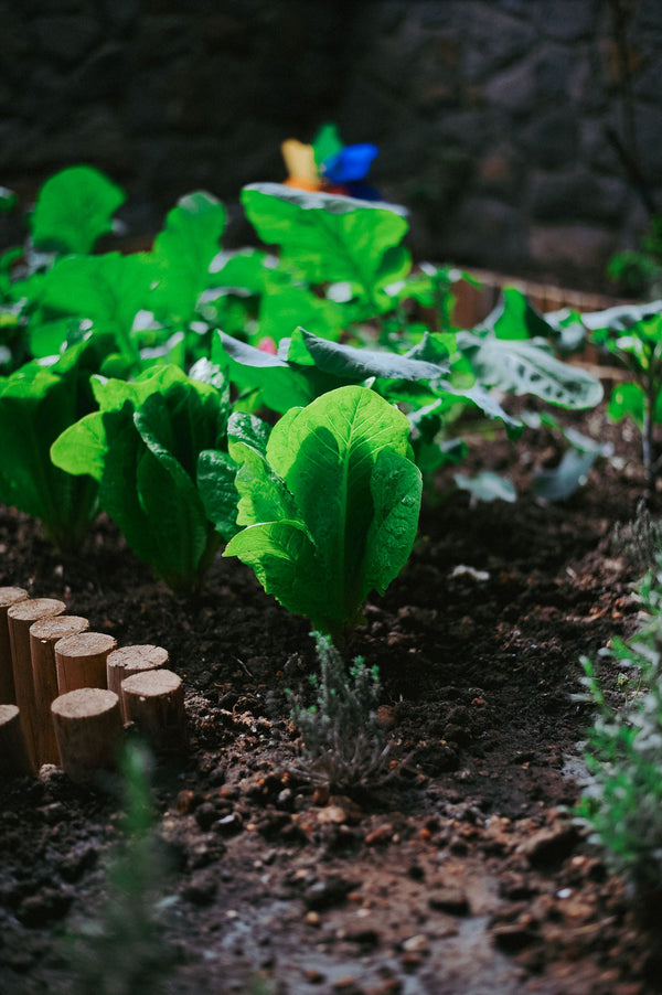 Ghar ke vegetable garden bed mein lettuce aur doosri sabziyon ki healthy paudhe ki row — mixed vegetable kit ka representative photo