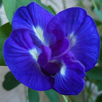 Blue Aparajita Double Petal | Clitoria ternatea- plant