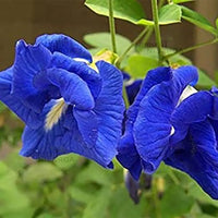 Blue Aparajita Double Petal | Clitoria ternatea- plant