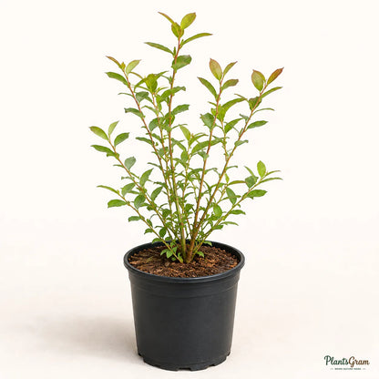 Blueberry / Purple Berry (Imported) - Fruit Plant