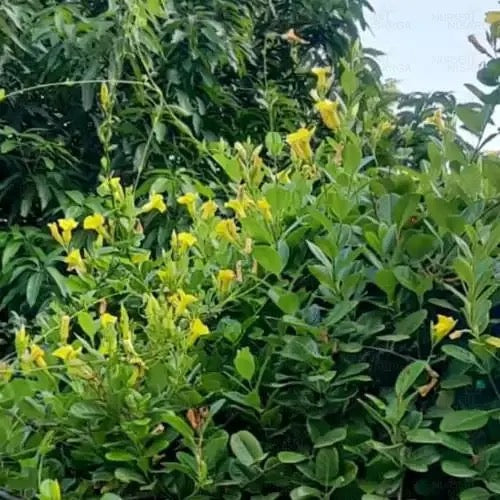 Allamanda Creeper (Yellow), Pentalinon Luteum Online