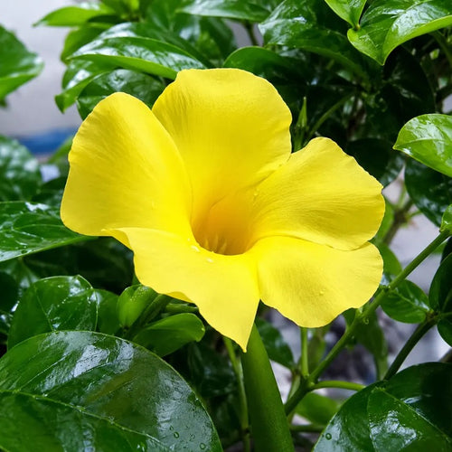Allamanda Creeper (Yellow), Pentalinon Luteum Online