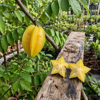Star Fruit (Carambola, Grafted)
