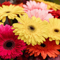 Hybrid Gerbera Multicolor Flower – Plant